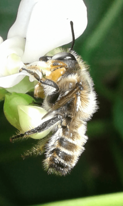 Megachile sp., maschio (Apidae Megachilinae)